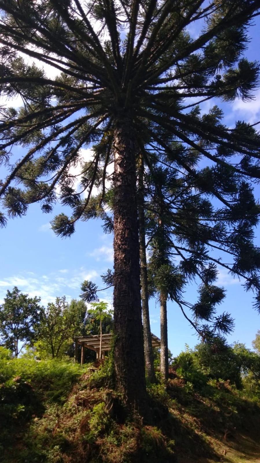 Villa Casa Ampla E Aconchegante Em Gramado Exterior foto